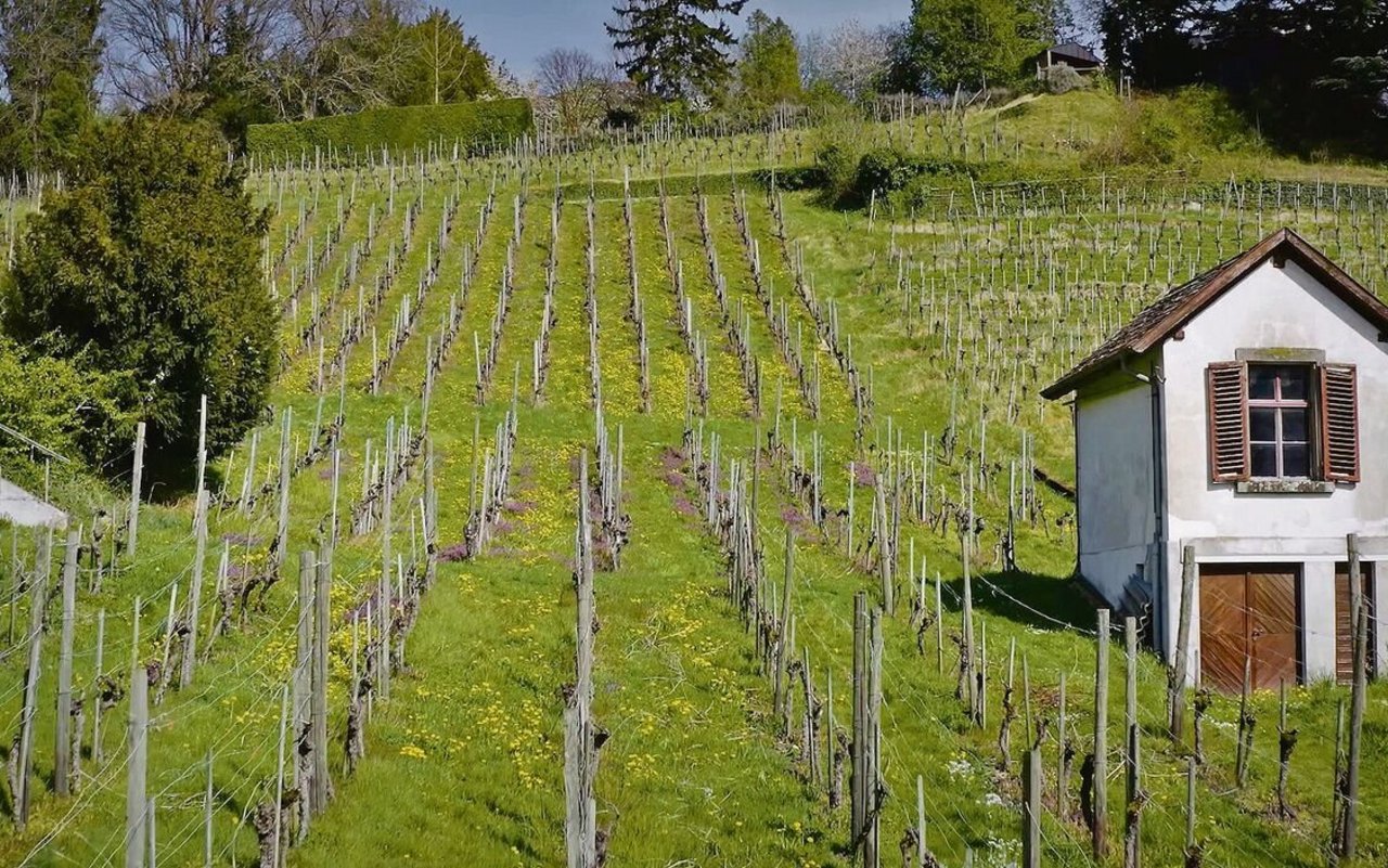 Die neuen Reben am Stokarberg wurden im Direktzug gepflanzt. Fünf verschiedene robuste Traubensorten wachsen auf einer Fläche von einer Hektare. 