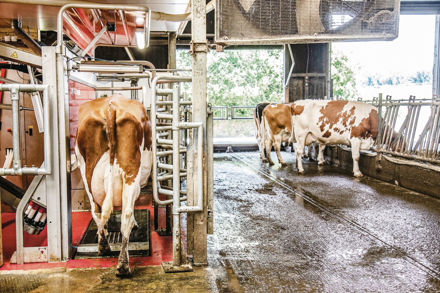 Die grossen Hersteller verzeichneten letztes Jahr beide hohe Absatzzahlen mit ihren automatischen Melksystemen. (Bilder Pia Neuenschwander/die grüne)