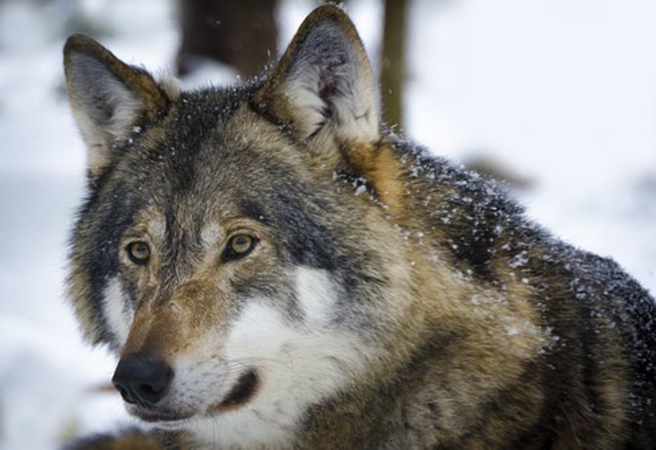 Im Wallis fiel eine Wölfin einem Jäger zum Opfer. Es sei ein Versehen gewesen. Symbolbild Pixabay)