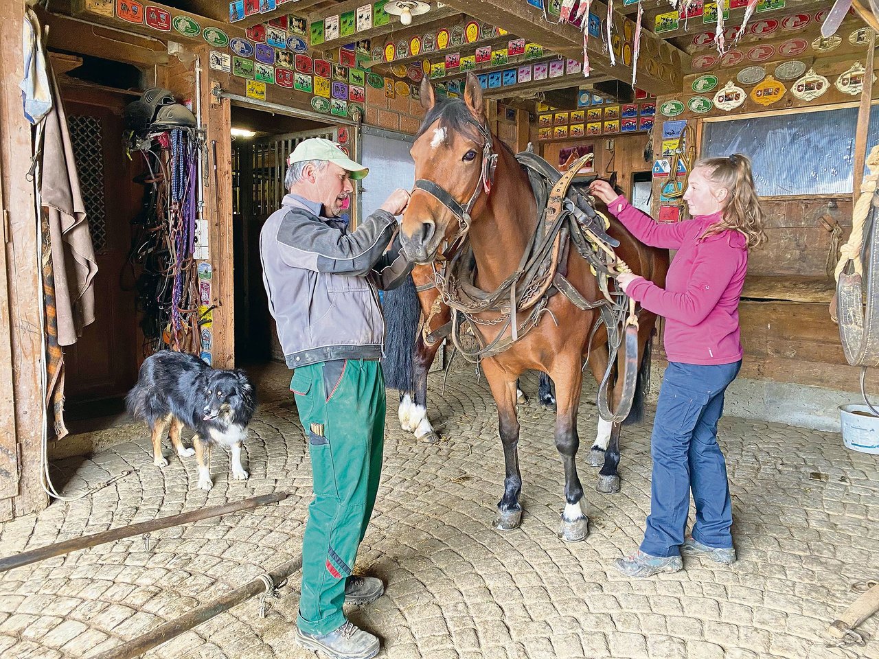 Rudolf Blaser ist Mitglied des Reitervereins Schwarzenburg BE und startet mit seinem Freibergerwallach Larry an Concours. Hier bereitet der begeisterte Reiter mit Tochter Rahel die Stute Dorina (5-jährig) für das Eggen vor. 