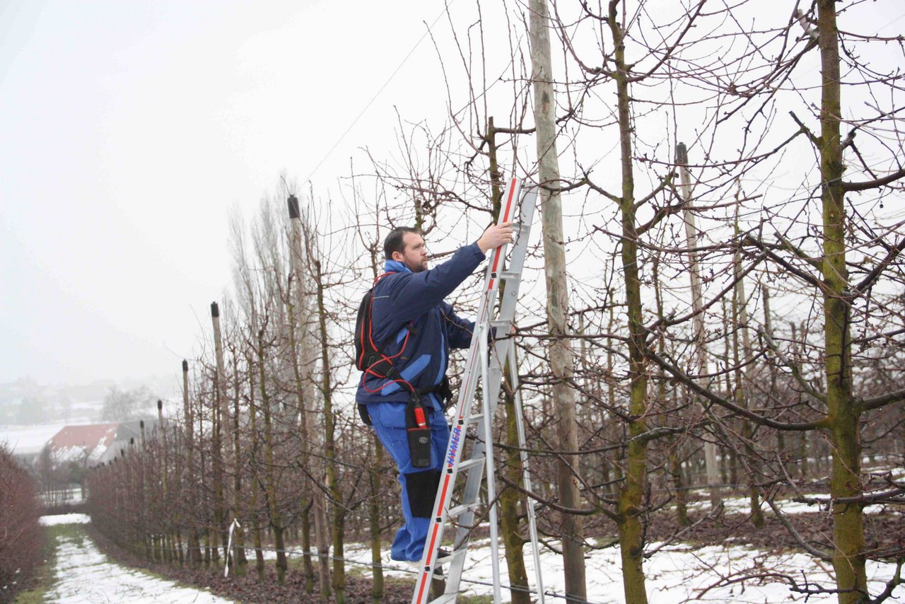 Markus Glauser steigt gerne auf die Leiter. Seine Faszination für die Bäume ist gross. (Bilder Andrea Wyss) 