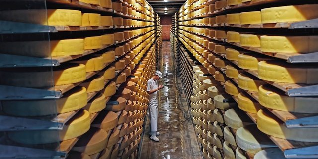 Käselager in der Schaukäserei «Maison du Gruyère» in Pringy FR.