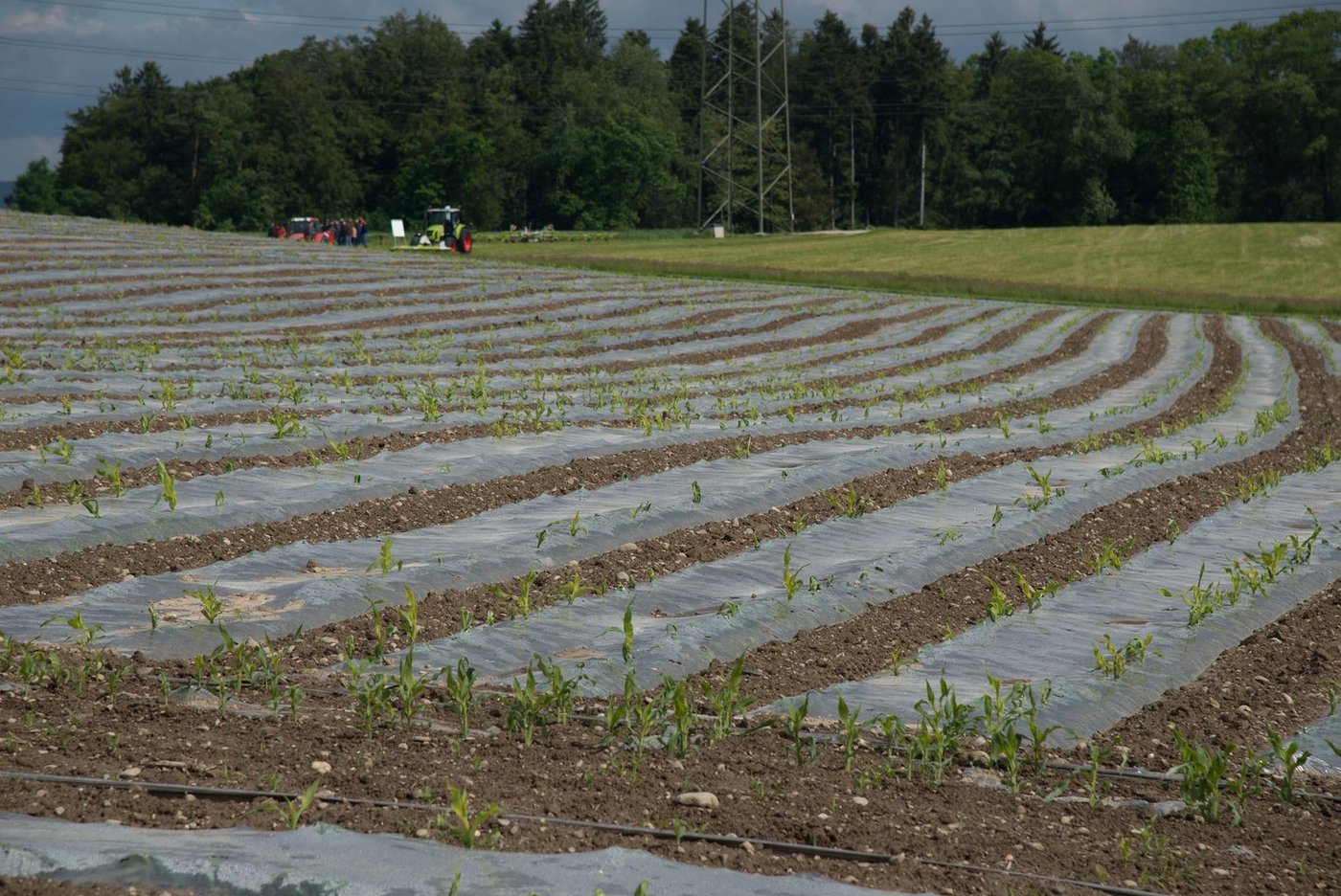 Die Schweizer Zuckermaismenge kann dank Folien gesteigert werden. (Bild David Eppenberger)