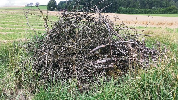 Ein Asthaufen für Kl Ein Asthaufen für Kleinsäugetiere und Insekten gilt als Kleinstruktur.