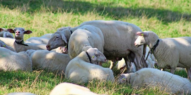 Ostfriesischer Milchschafbock in seiner Herde – die Elterngeneration muss kerngesund und zuchttauglich sein.