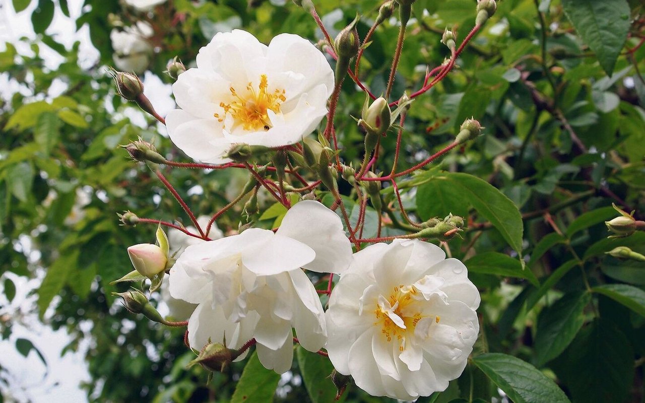 Ramblerrosen wie die Sorte «Bobby James» sind sehr wüchsig und die offenen Blüten leicht zugänglich für Insekten.