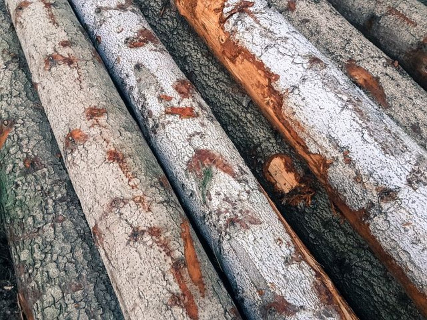 Aus Holzrinde können Tanninextrakte gewonnen werden. Diese stellen die Basis für Holzklebstoffe dar. (Symbolbild Pixabay)