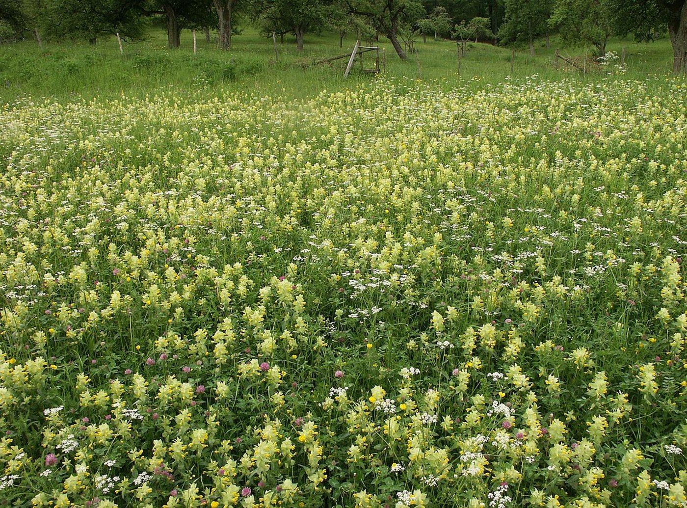 Diese Wiese ist übersäht mit Klappertopf-Pflanzen. (Bild Wikipedia)