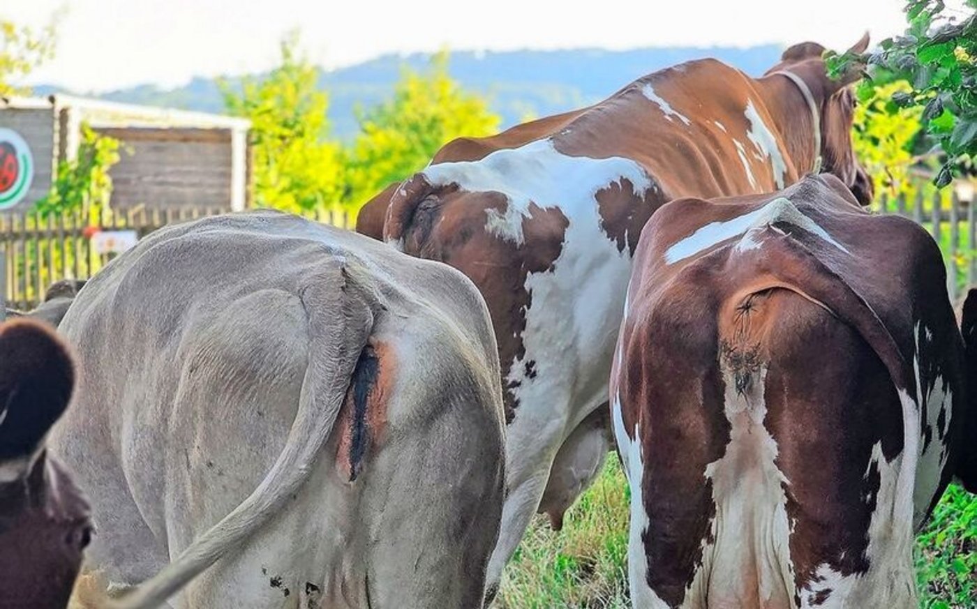 Wie weiter? Der Milchmarkt steht vor einer noch nie dagewesenen Situation. Es ist kaum abschätzbar, wo die Reise auf dem Markt hingeht.