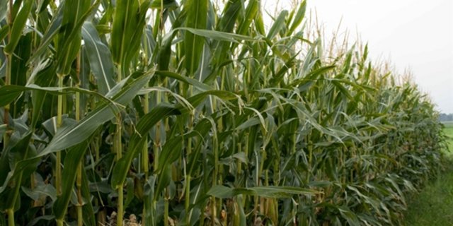 Der Nationalrat will nichts an der Haltung der Schweiz gegenüber gentechnisch veränderten Pflanzen ändern. (Bild lid)