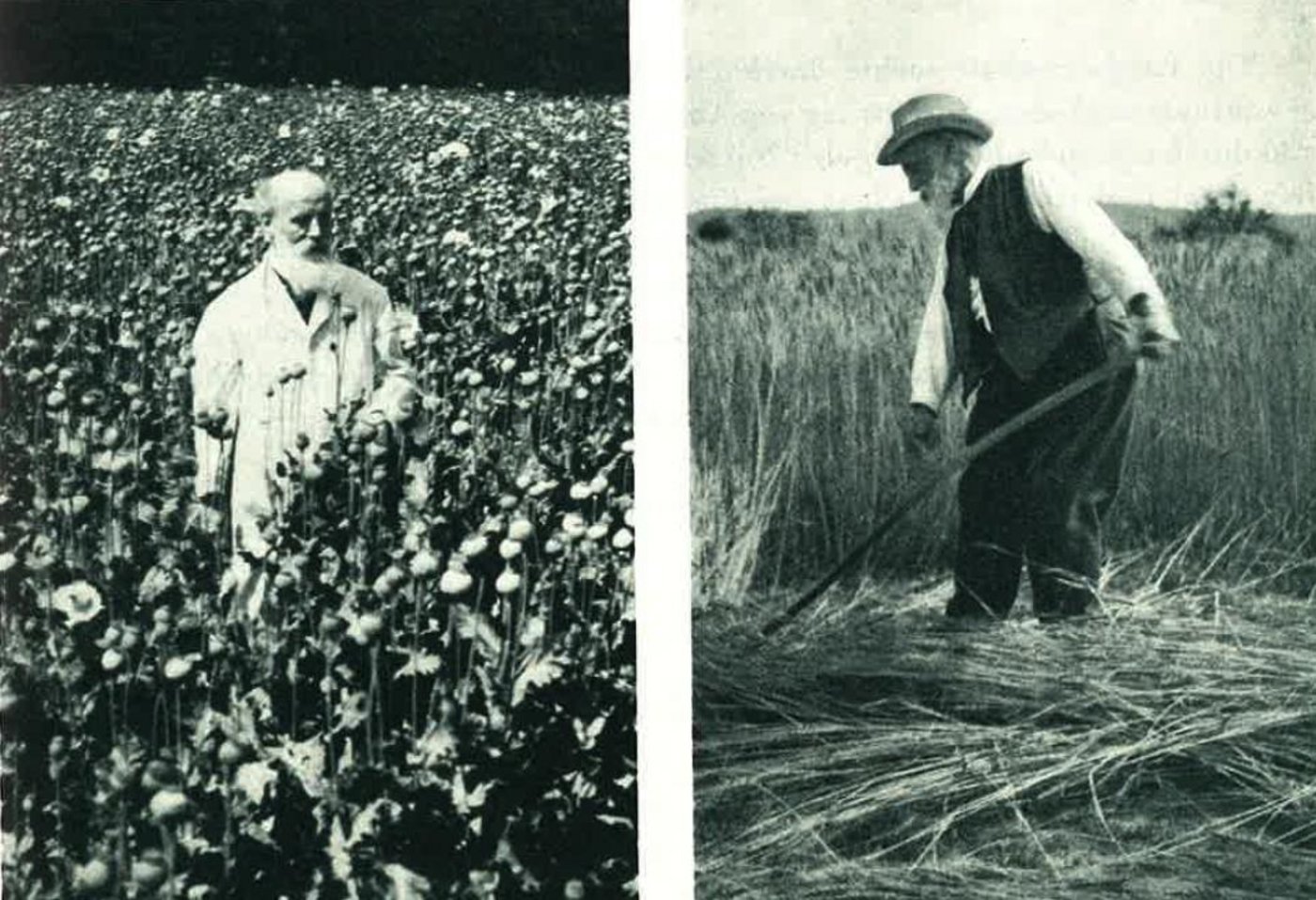 Während die militärtauglichen Männer in die Armee eingezogen wurden, galt es für die Daheimgebliebenen, wie unseren fiktiven Greis Kari, den Bauernhof zu bewirtschaften. (Bild Frau de Quevedo)