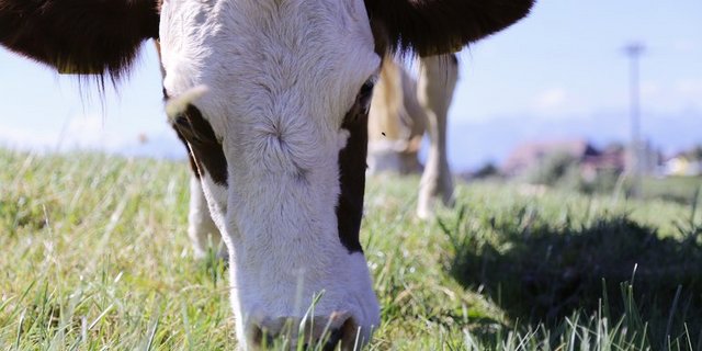 Der Global Dairy Trade gilt als wichtiger Indikator für die Preisentwicklugn am Weltmilchmarkt. (Bild lid / ji)