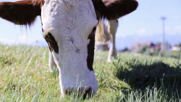 Der Global Dairy Trade gilt als wichtiger Indikator für die Preisentwicklugn am Weltmilchmarkt. (Bild lid / ji)