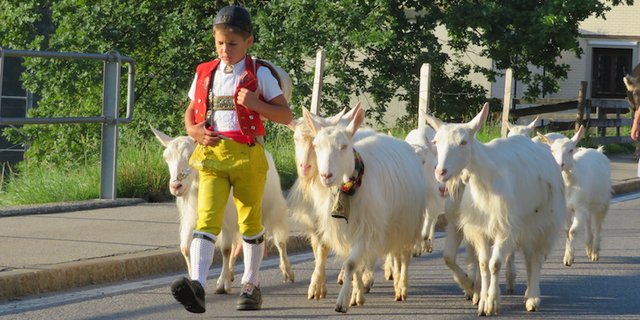 Der Alpabzug ist ein Höhepunkt der Alpsaison – auf dem Bild jener in Urnäsch AR. (Bild Andrea Dörig)