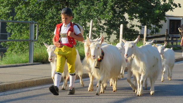 Der Alpabzug ist ein Höhepunkt der Alpsaison – auf dem Bild jener in Urnäsch AR. (Bild Andrea Dörig)