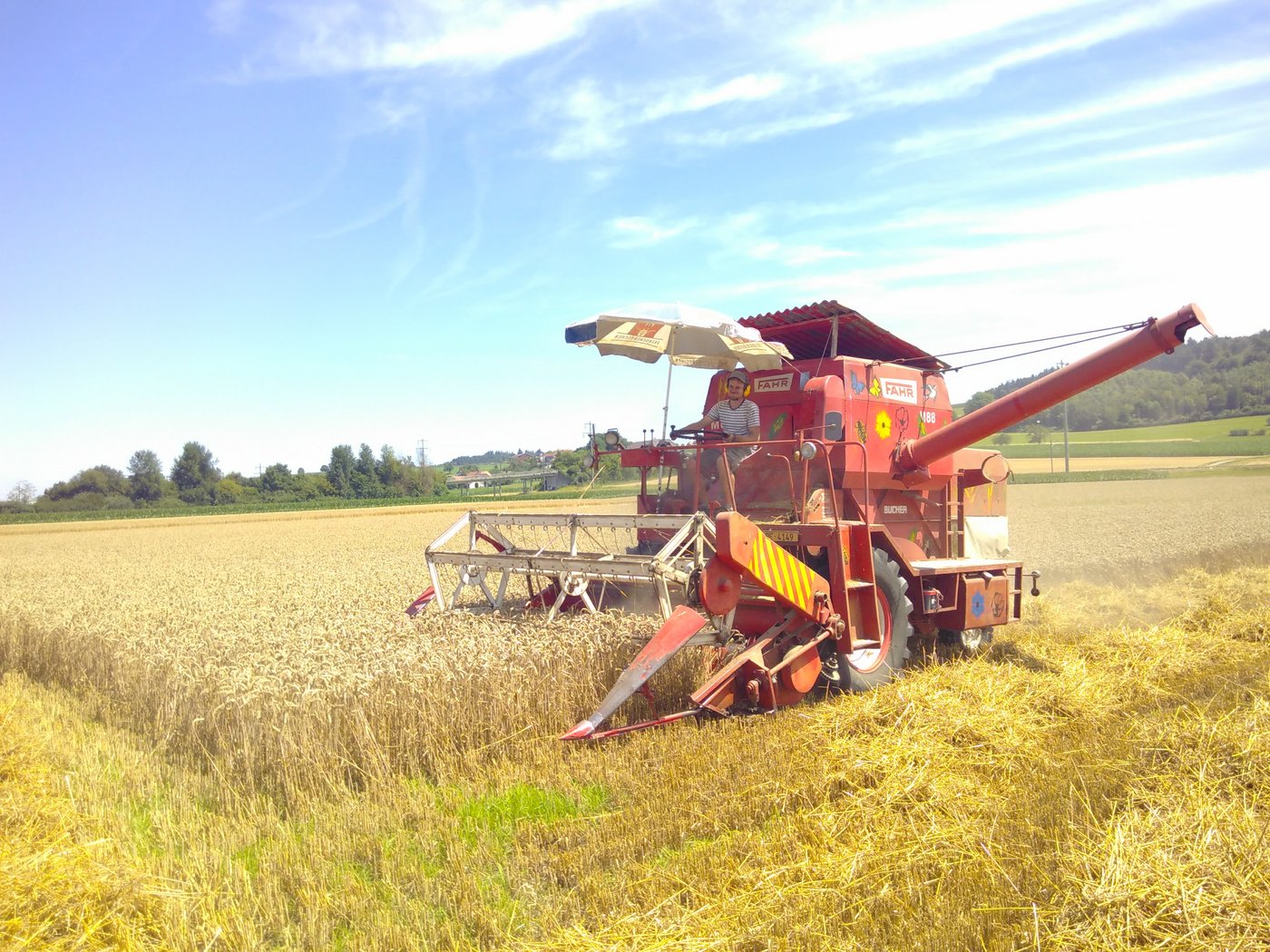 Die Brotweizen-Kultur wurde von Urs Martis Eltern übernommen, die den Hof vor der Übernahme bewirtschafteten. (Bild Leandra Brusa)
