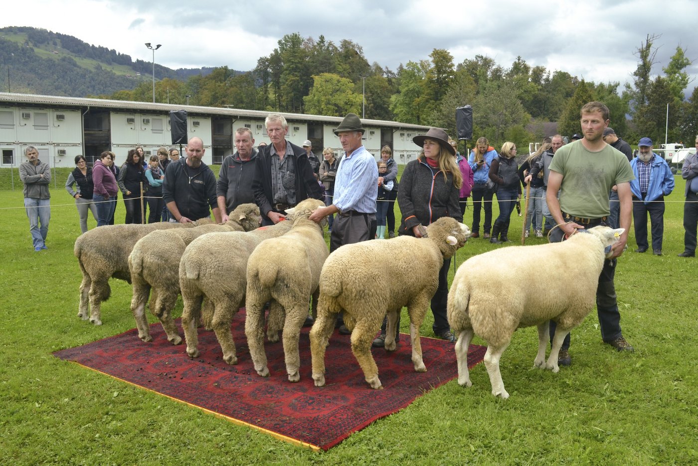 Vorstellung der erstrangierten Widder der Rasse Weisses Alpenschaf.