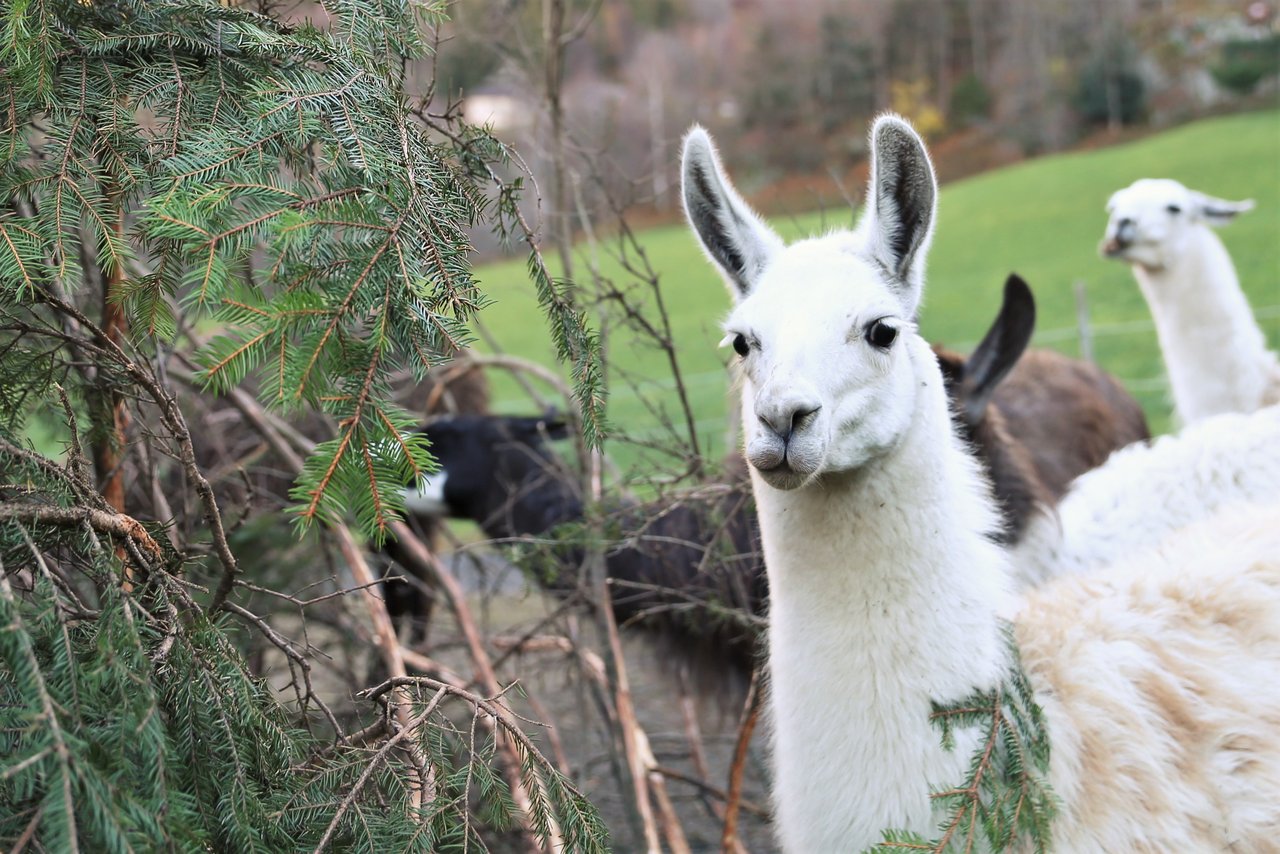 Lamas lieben Tannäste, deren Verzehr sich positiv auf den Wurmbefall auswirkt. Dadurch konnte die Züchterfamilie Fedier in den vergangenen Jahren auf den Einsatz von Entwurmungsmittel verzichten. (Bilder Reto Betschart)