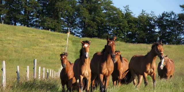 Pferde reagieren besonders empfindlich auf plötzlichen Lärm. (lid)