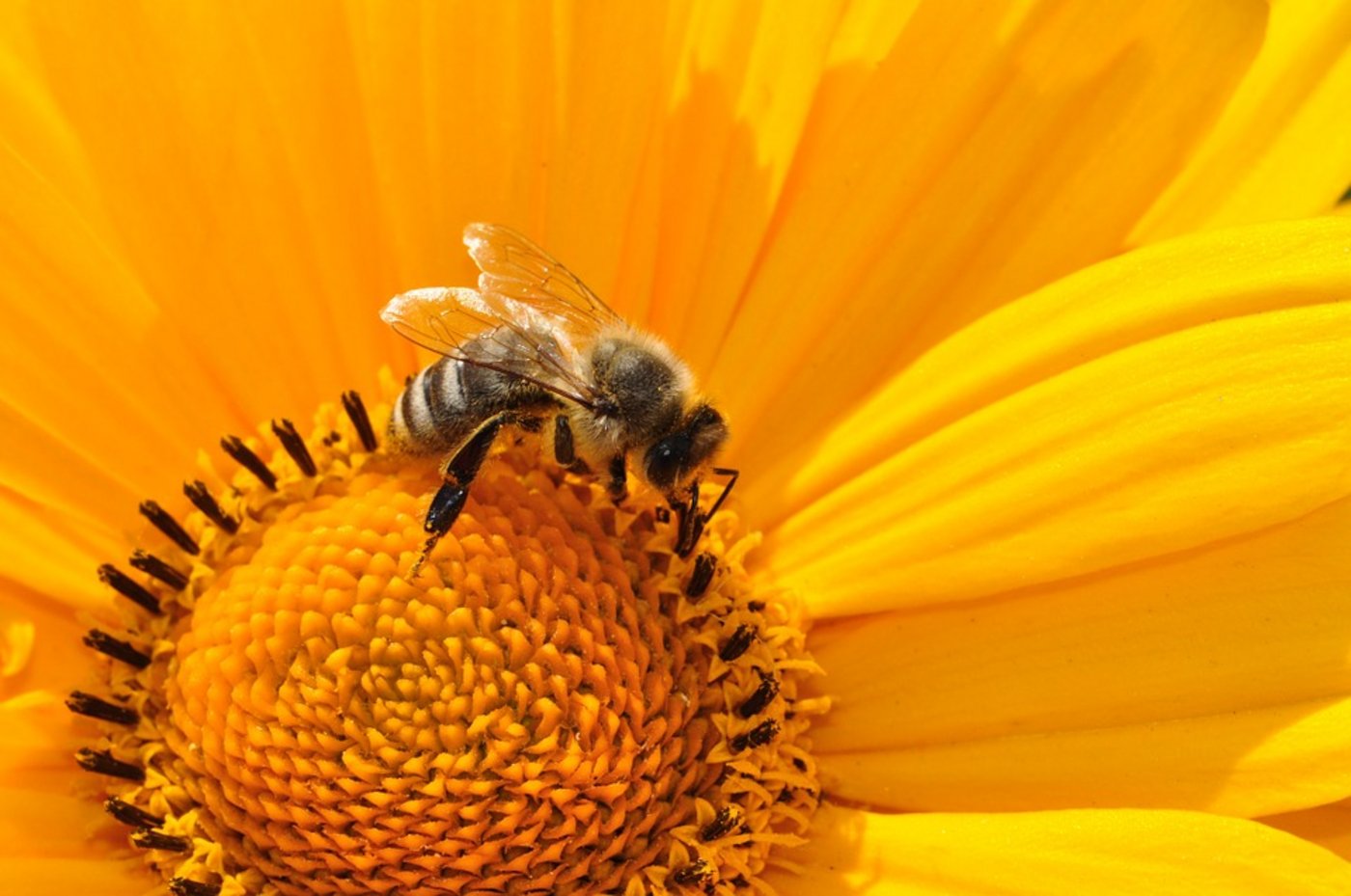 Jeder einzelne kann etwas für die Bienen tun. (Bild Pixabay)