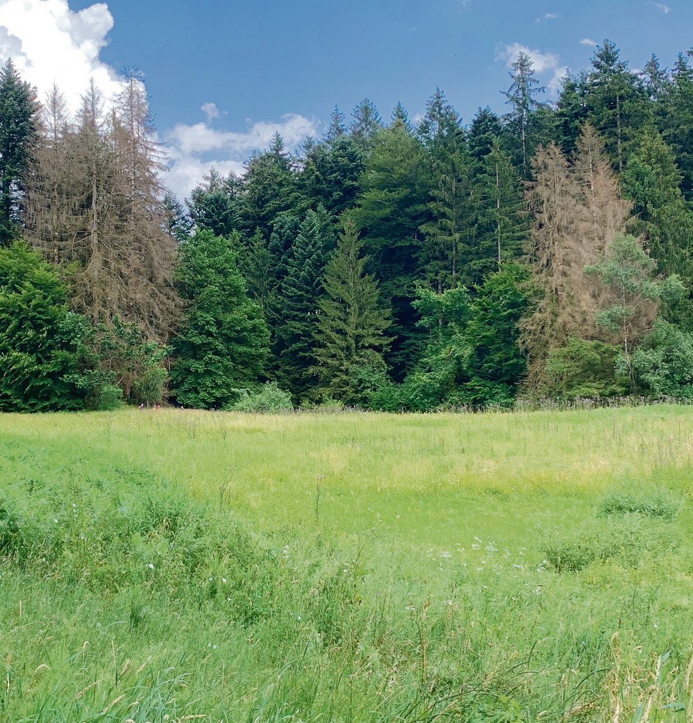 Immer mehr sind Käfernester in den Wäldern sichtbar. Wenn die Fichten dürr sind, sind die Käfer schon raus und eine Räumung macht keinen Sinn mehr.  