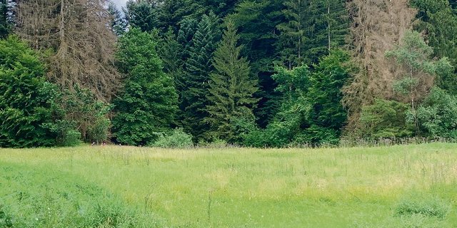 Immer mehr sind Käfernester in den Wäldern sichtbar. Wenn die Fichten dürr sind, sind die Käfer schon raus und eine Räumung macht keinen Sinn mehr.  