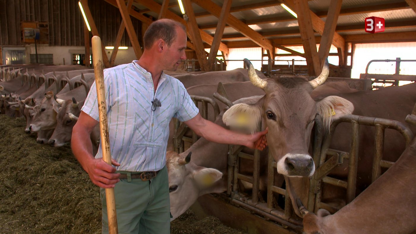 Seine Hornkühe bereiten dem aktiven Appenzeller viel Freude.