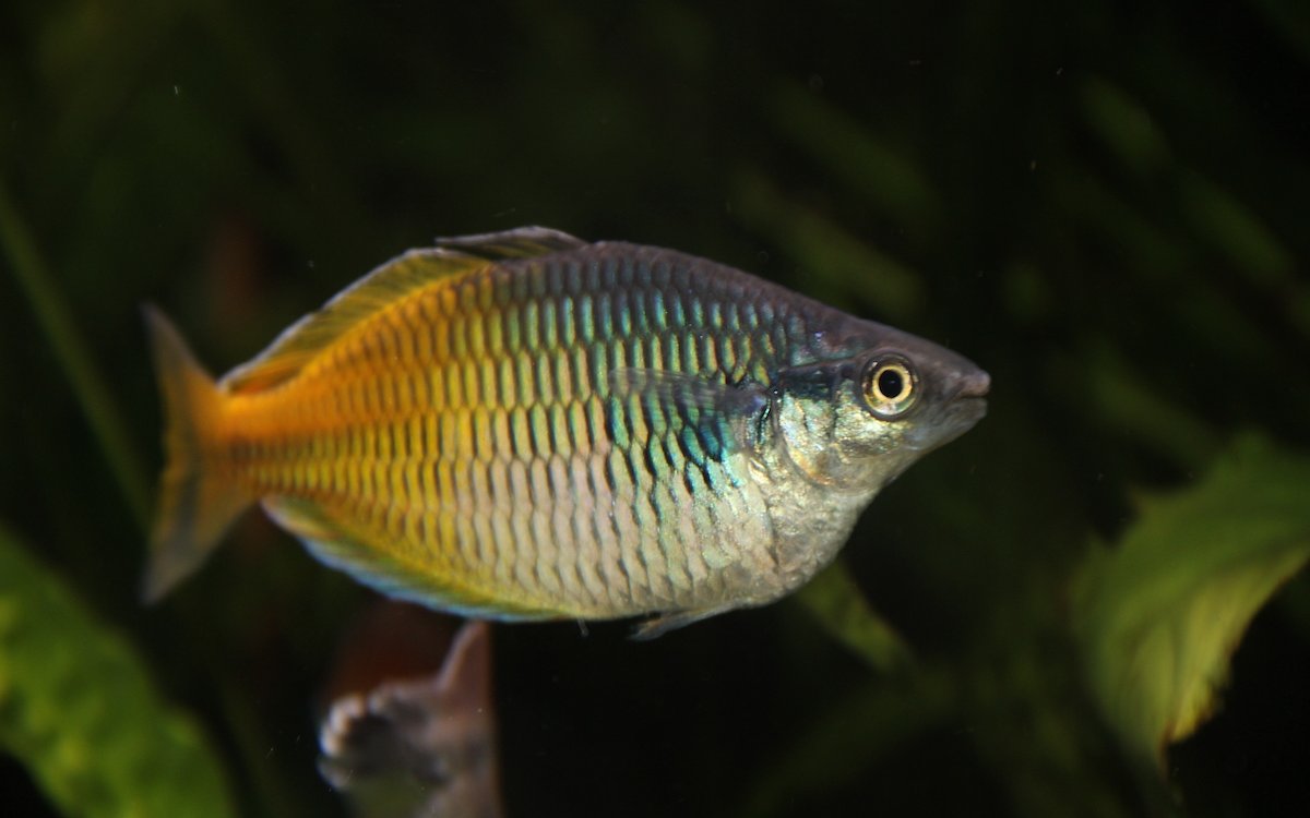 Der Boesemanns Regenbogenfisch sollte im Schwarm gepflegt werden. Er schwimmt durch mittlere und obere Wasserschichten und bevorzugt hartes Wasser. 