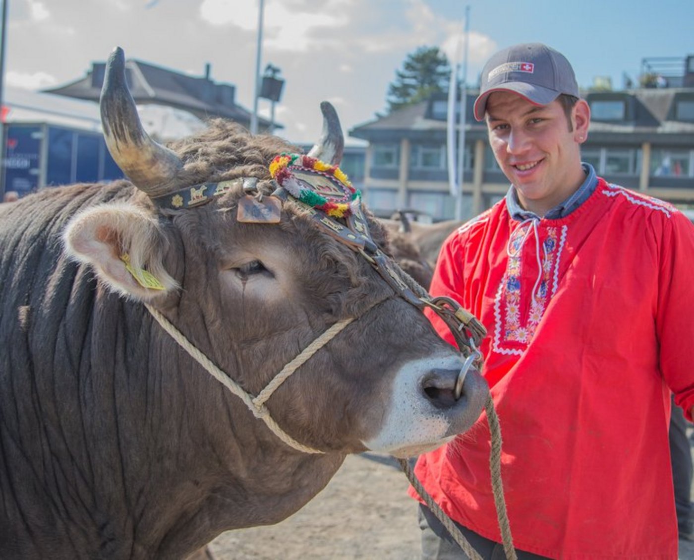 Für die Züchter und die Händler ist der Zuger Stierenmarkt der wichtigste Ort, um einen Stier zu kaufen. (Bild Braunvieh Schweiz)