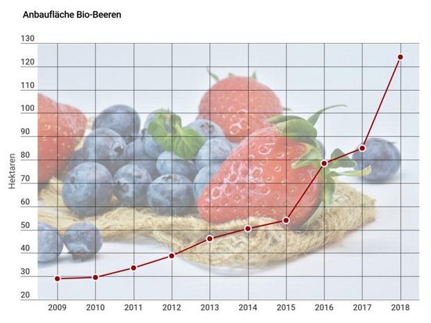 Der Anbau von Bio-Beeren hat in den letzten Jahren stark zugenommen. (Grafik lid)