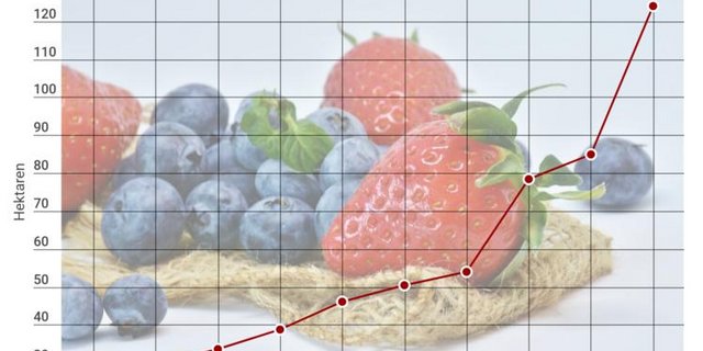 Der Anbau von Bio-Beeren hat in den letzten Jahren stark zugenommen.  (Grafik lid)