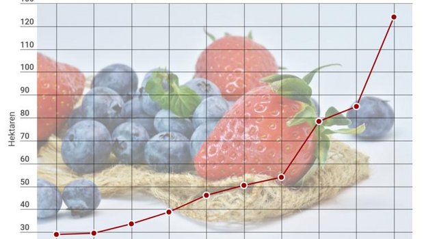 Der Anbau von Bio-Beeren hat in den letzten Jahren stark zugenommen. (Grafik lid)