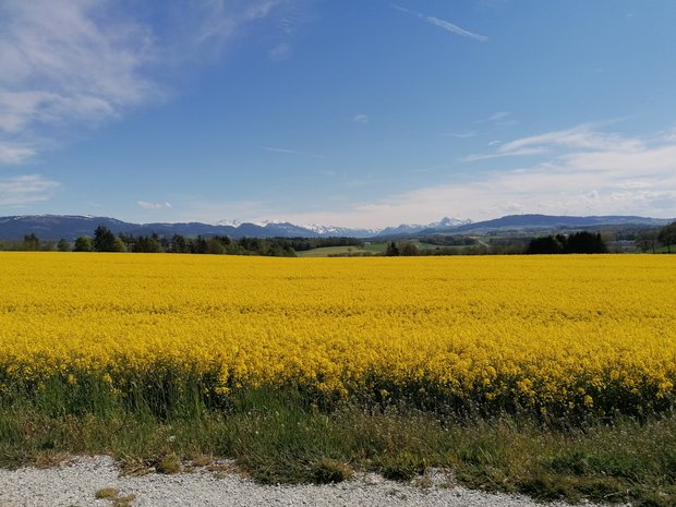 Bauern und Bäuerinnen in Deutschland ärgern sich über Insta-Selfies im Rapsfeld Die blühenden Rapsfelder verlocken zu Selfies - aber etwas Rücksicht ist geboten. (Bild: Belinda Balmer)