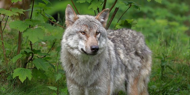 Der Verein schlägt vor, Lösungsansätze in zeitlich und örtlich begrenzten Pilotprojekten auszuprobieren. (Bild Pixabay)