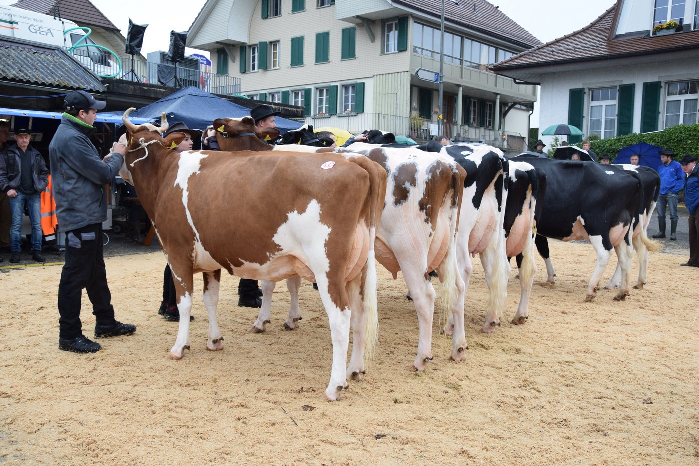 Kat. 4: 1. Incas Ladina, Ernst Badertscher, Bremgarten b. Bern; 2. Bantiger Univers Kim, Daniel und Marianne Zürcher, Stettlen; 3. Lindachwald Rusty Rina, Christian Burkhalter, Kirchlindach.