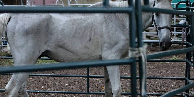 Im vergangenen August  wurde der Tierqual-Skandal aufgedeckt. (Bild zVg)