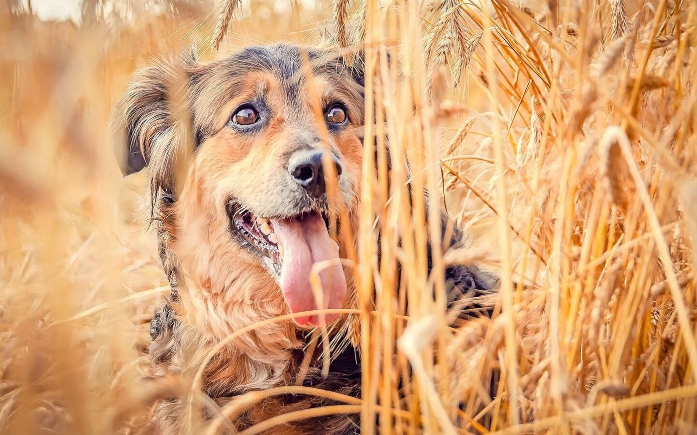 Ein Hund im Getreidefeld: das mag das Tier und den Besitzer oder die Besitzerin erfreuen, die Bauernfamilie, der das Feld gehört, aber sicher nicht.