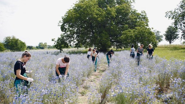 Das FiBL entwickelt Das FiBL entwickelt Trainingsmaterial und schult Bauern in der Erzeugung von Bio-Medizinal- und Aromapflanzen.