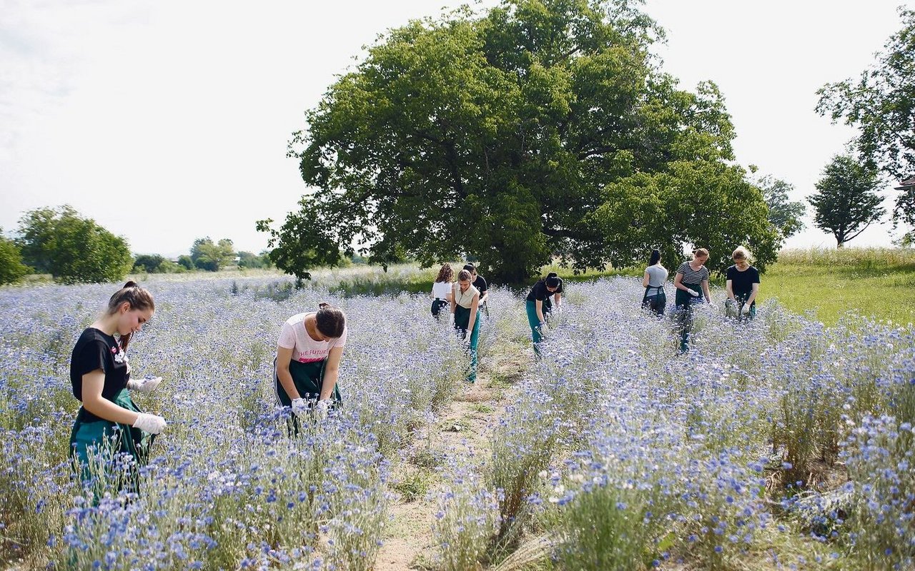 Das FiBL entwickelt Trainingsmaterial und schult Bauern in der Erzeugung von Bio-Medizinal- und Aromapflanzen.