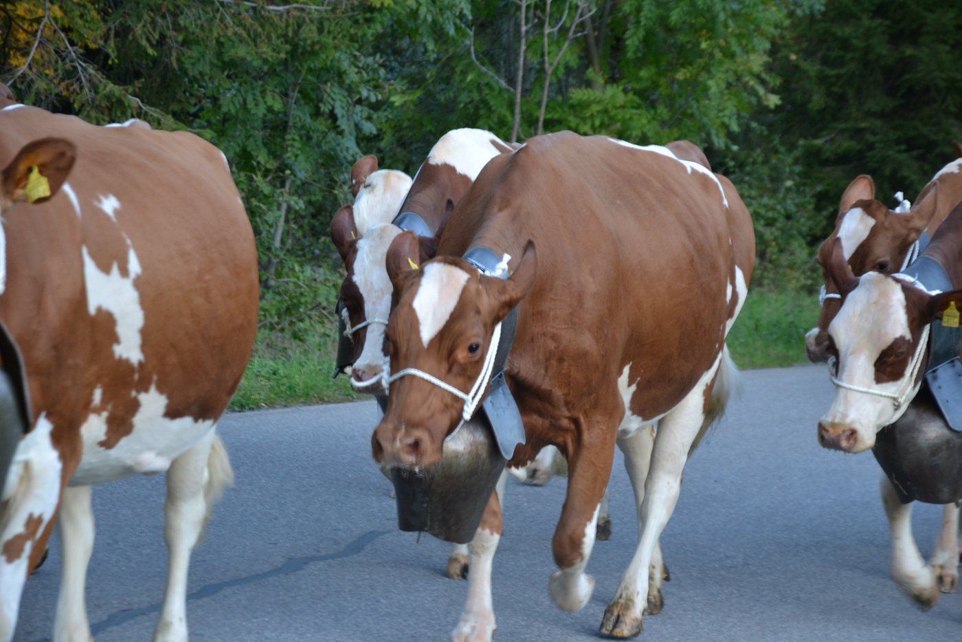 Es geht Richtung Kemmeriboden. Die Kühe geben wahrhaftig den Ton an.