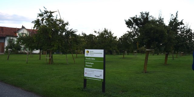 Der Obstsortengarten in Roggwil wurde vor 25 Jahren angelegt. (Bilder Stefanie Giger)