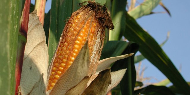 In die Liste der empfohlenen Maissorten wurden sechs neue Körnermaissorten, davon drei Doppelnutzungsorten, hinzugefügt. (Bild BauZ)