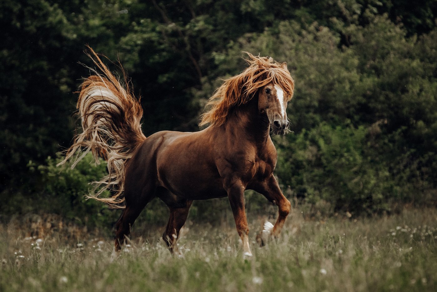 Die Königsdisziplin: Tiere in freier Bewegung fotografieren braucht viel, damti das Resulat wirklich Freude bereitet. Hier Freibergerhengst Landlord auf der Weide. (Bild Helene Marti) 