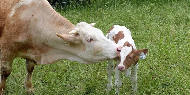 Das Kalb sei in der Herde gejagt und gerissen worden. (Bild Alois Grundner/pixabay)