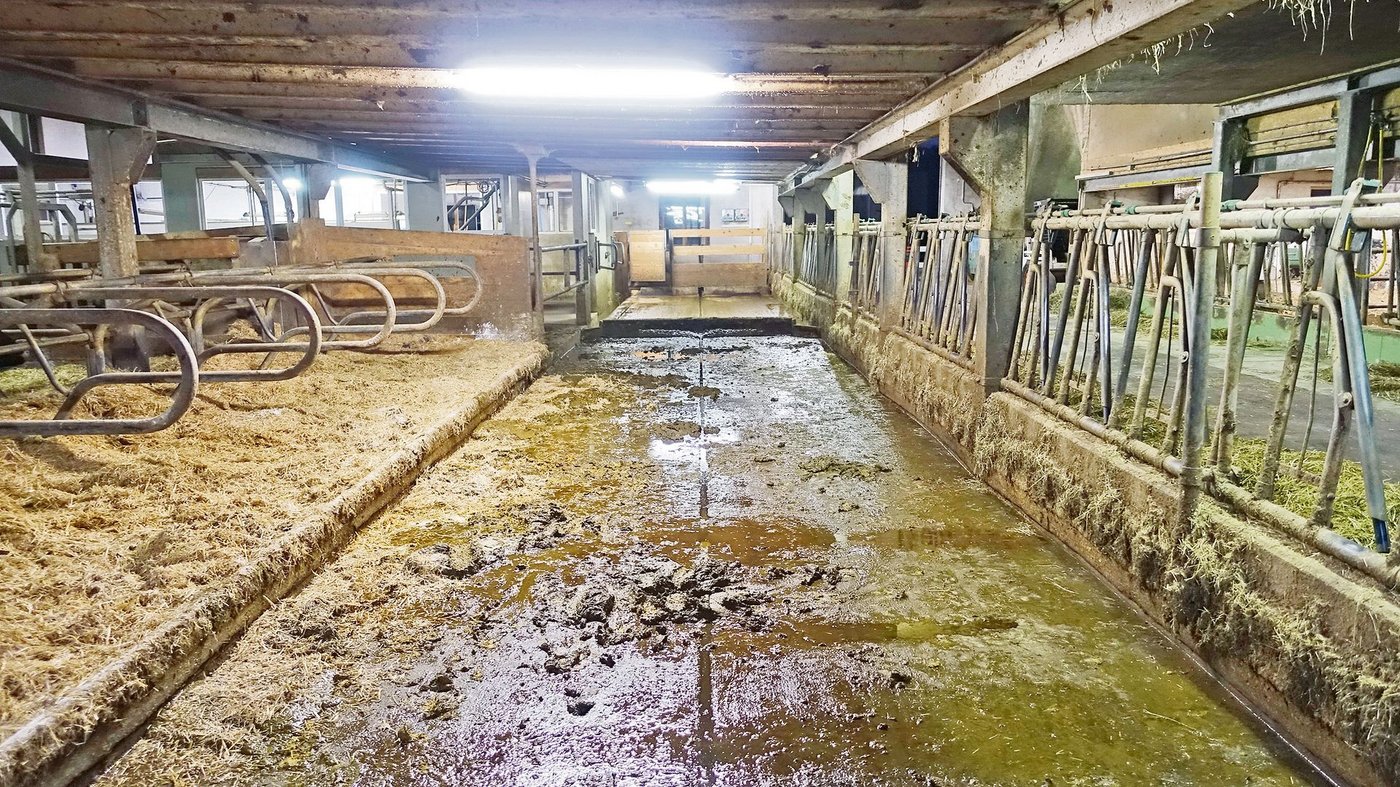 Der alte Laufgang mit Urinpfützen. Die sind der Klauengesundheit abträglich. 