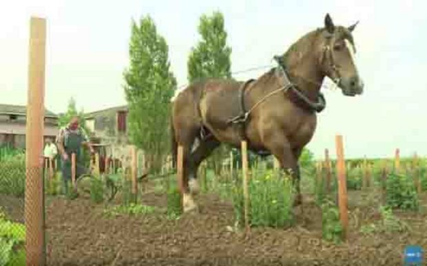 Auf dem Weingut Domaine Léandre-Chevalier wird mit Pferden gepflügt. (Bild Screenshot AFP/Youtube)