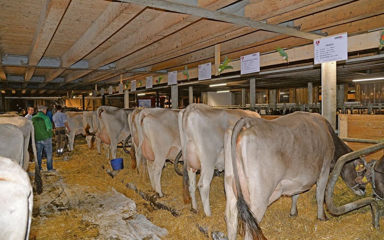 Familie Ming hält 37 Braunviehkühe im Laufstall mit Tiefstrohboxen.