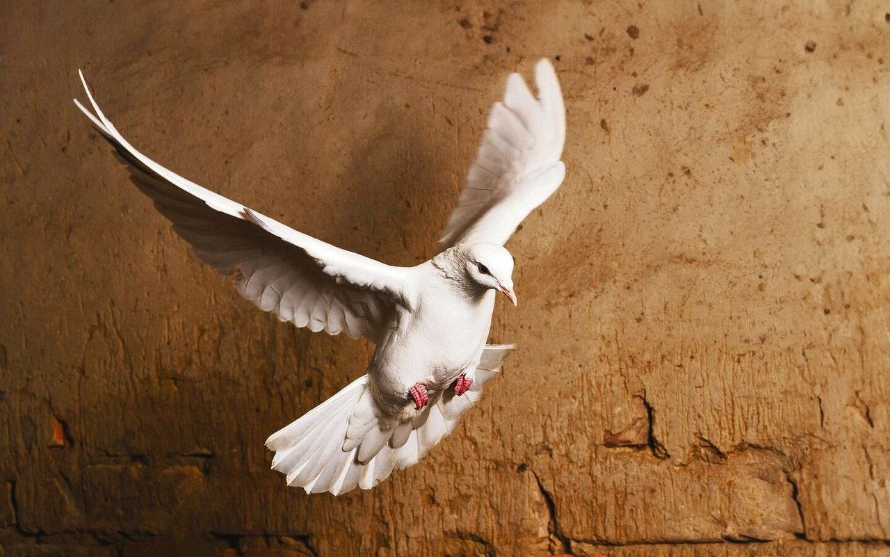 Im Christentum symbolisiert die Taube den Heiligen Geist. 