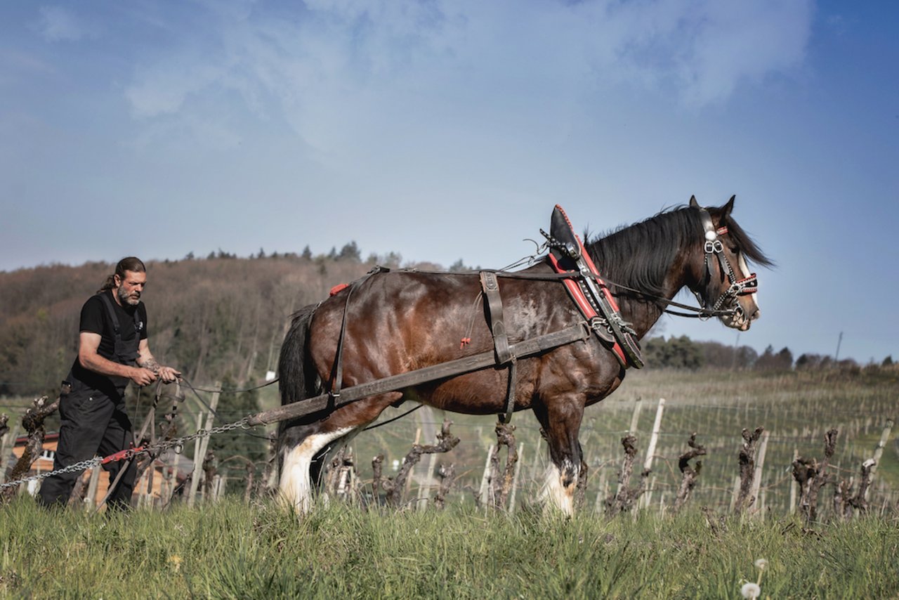 Beim Arbeiten mit den Kaltblut-Pferden im Rebberg entstanden schöne Bilder – geschossen von Sandra Stutz. (Bilder knisperei.ch)