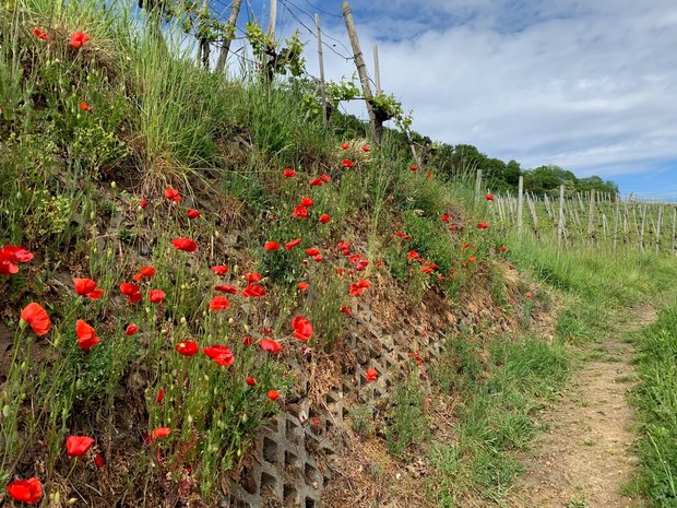 Blühstreifen entlang eines Rebberges: Solche Elemente zur Förderung der Biodiversität werden im Weinhandel nicht ausgelobt.(Bild Fachstelle Rebbau SH-TG-ZH)
